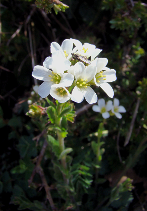 Pianta  da determinare 3 - Arabis cfr. hirsuta